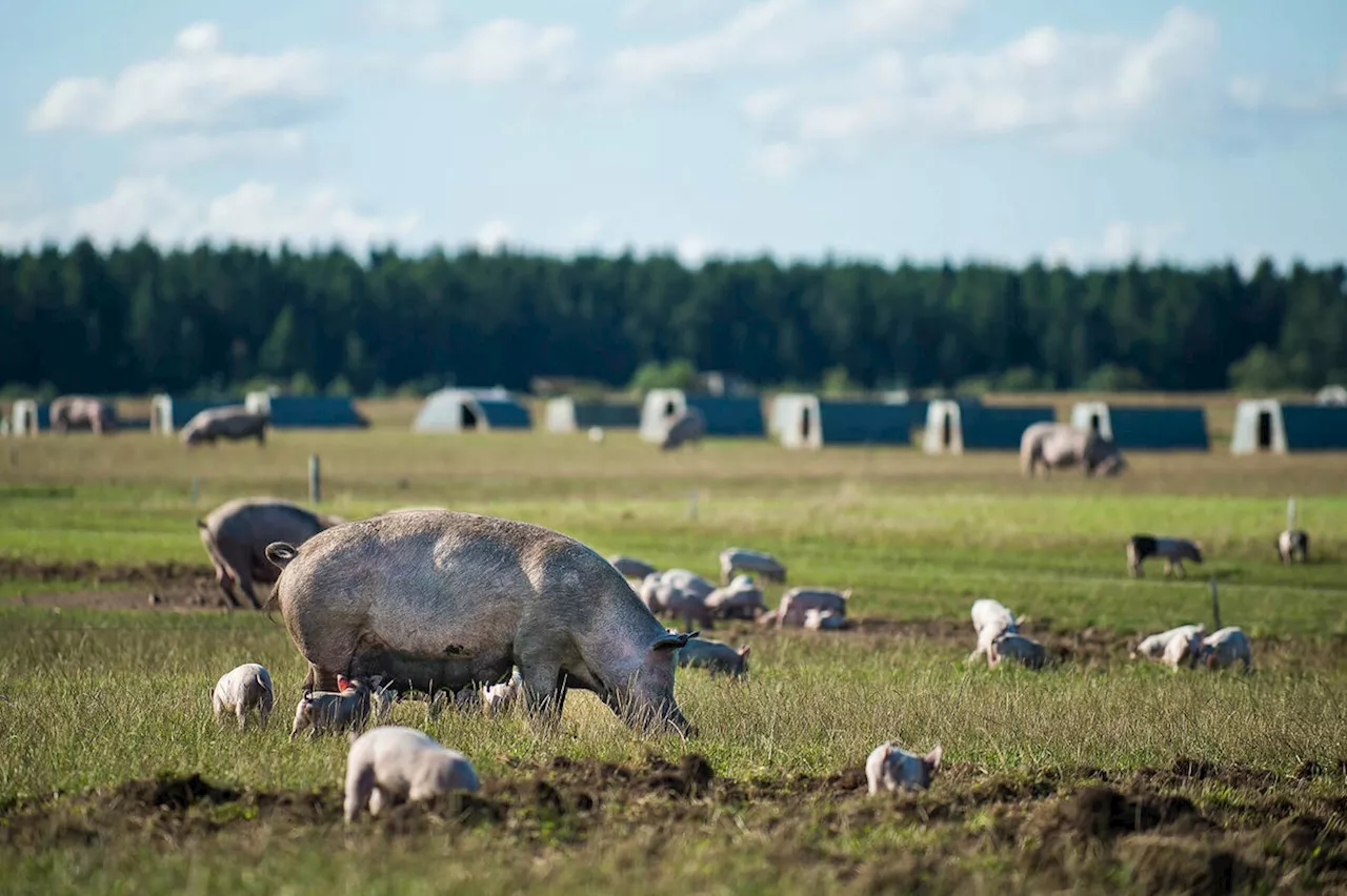 Dänemarks Bauern verdienen weniger