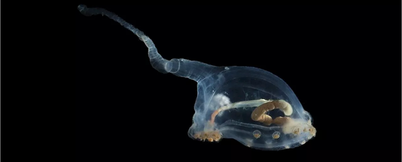 Alien-Looking Species Seen For First Time Ever in Ocean's Darkest Depths