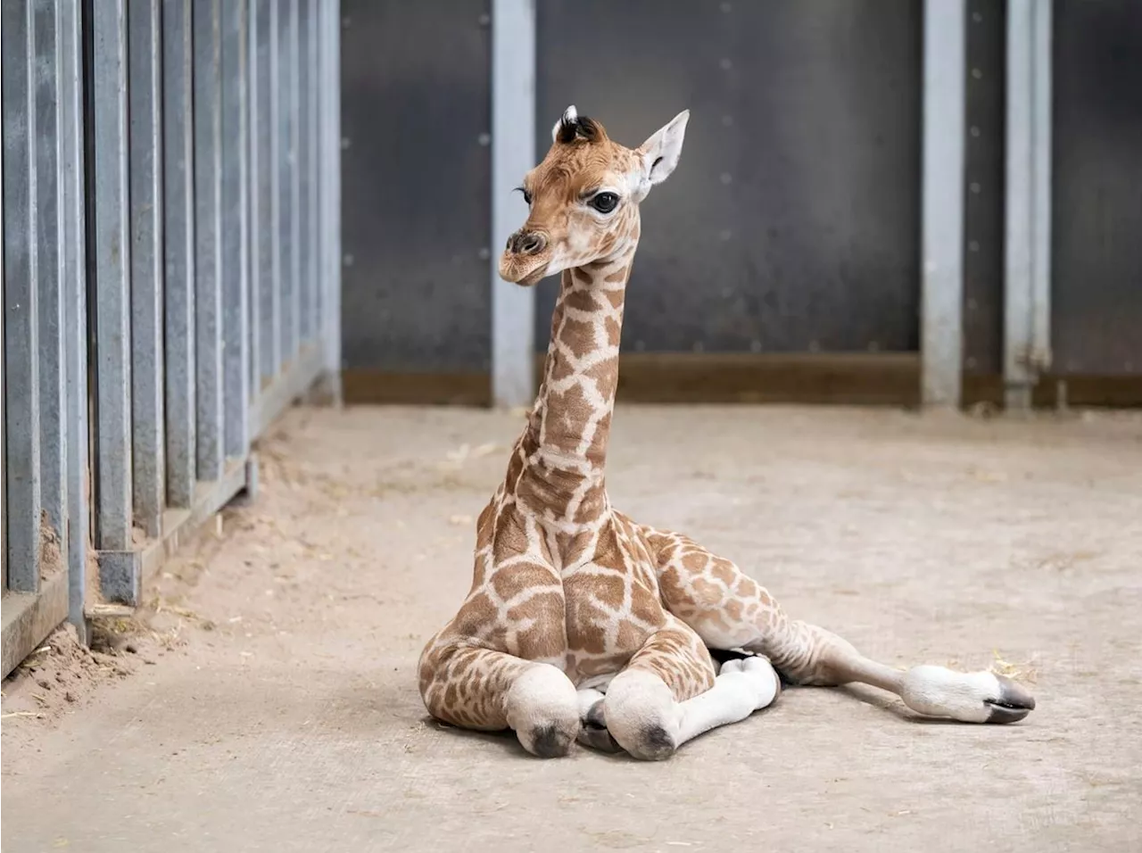 Watch: Six-foot tall baby giraffe born at West Midlands Safari Park