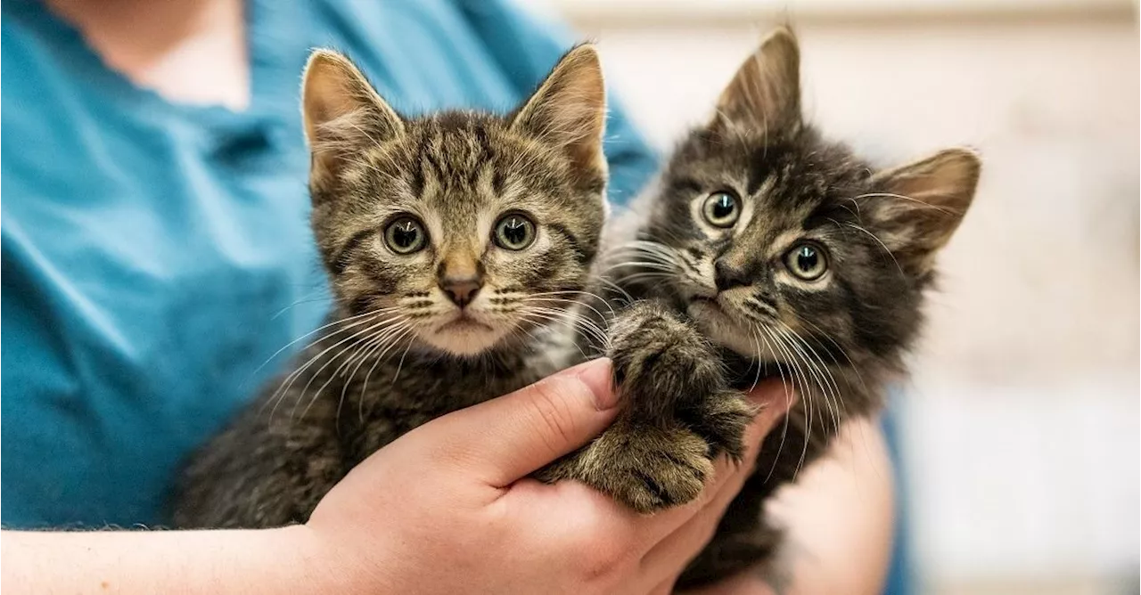 Malaysian caught at Woodlands Checkpoint with six kittens hidden in car dashboard