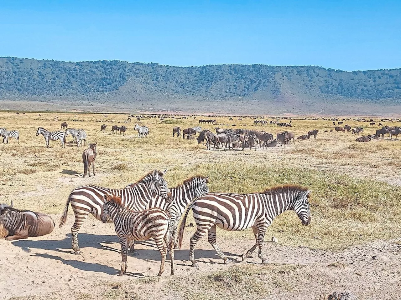 This Malaysian grows more appreciative of nature's beauty after an African safari