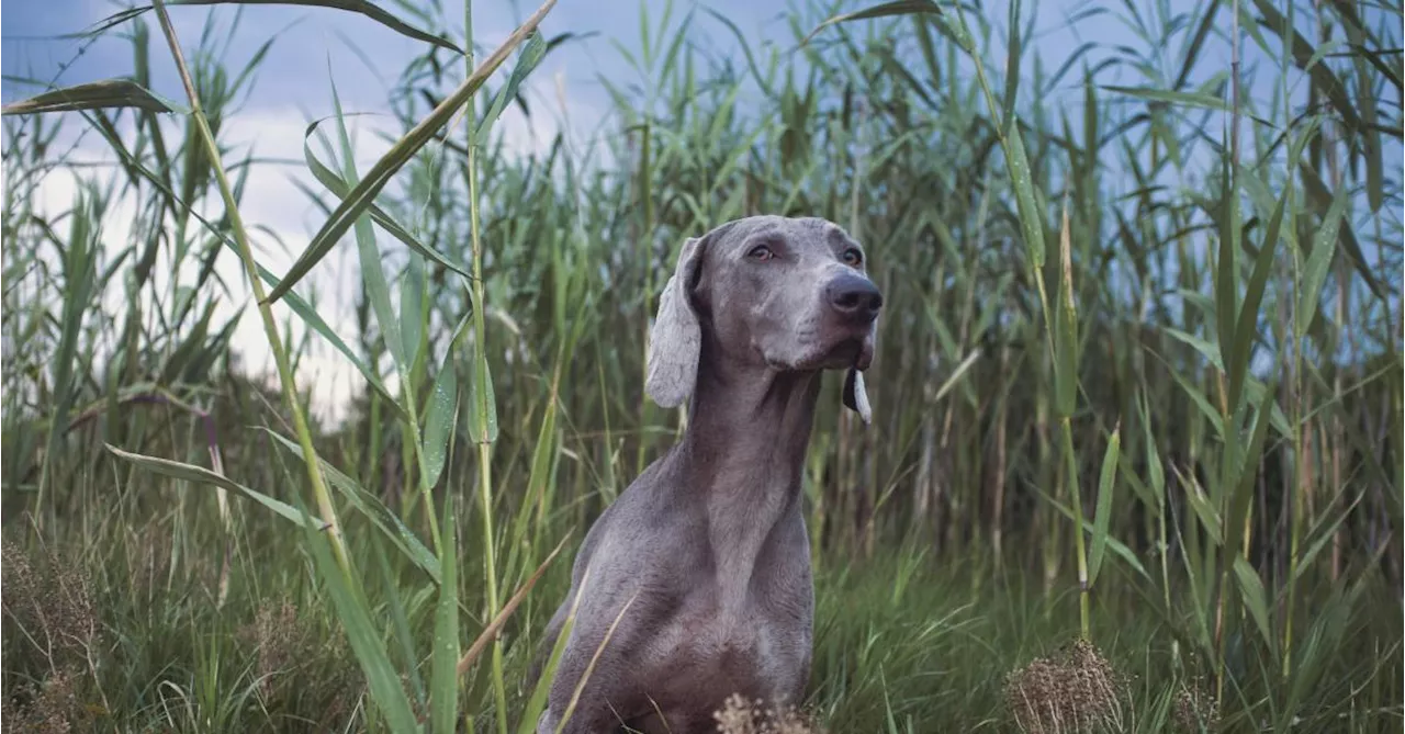 Chiens et chats : cette plante omniprésente cette saison est dangereuse pour eux
