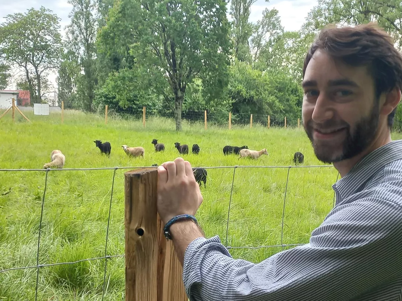 Bordeaux Métropole : des moutons d’Ouessant, nouveaux résidents du campus