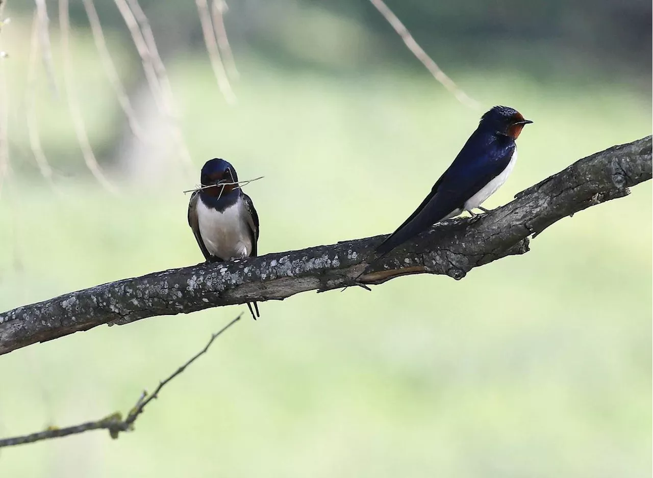 Enquêtes collaboratives sur les hirondelles et les rapaces, en Dordogne : comment y participer ?