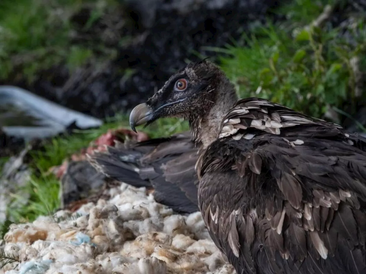 Stiftung entlässt drei Bartgeier in Melchsee-Frutt OW in Freiheit