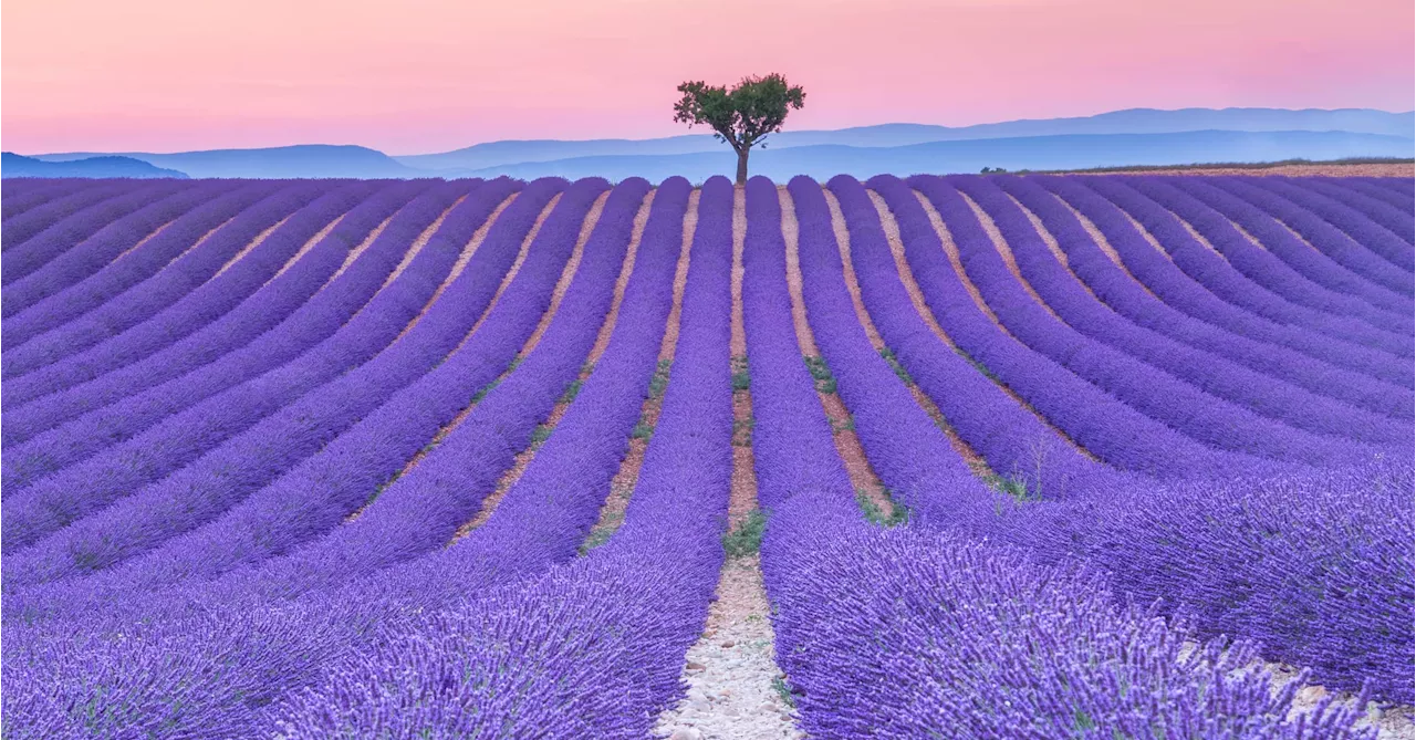 Lavendelfelder in der Provence