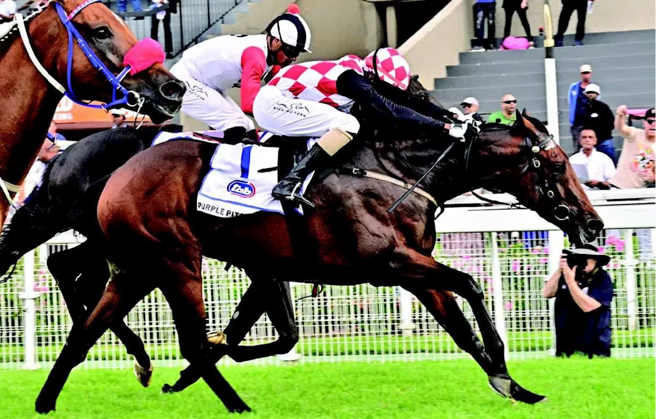 Purple Pitcher prepares for the Durban July