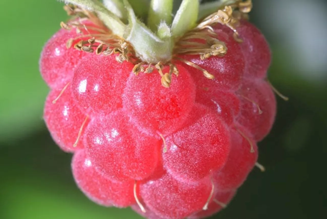 Raspberry Pi IPO is oversubscribed multiple times