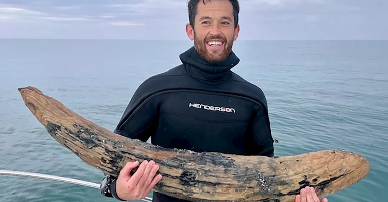 Diver Says He Has Found a Large Section of Mastodon Tusk Off Florida Coast