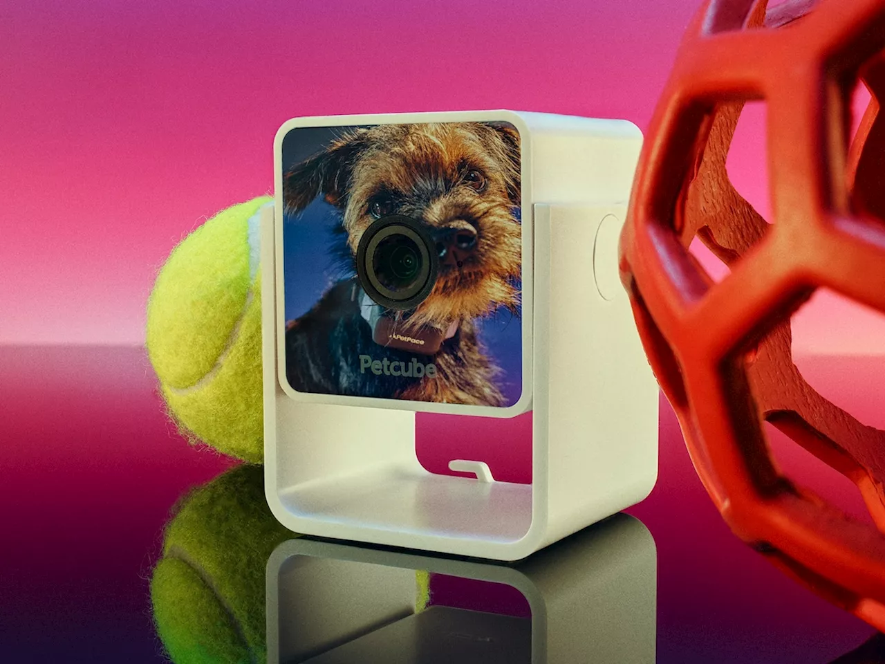 How smart pet technology, AI are helping (and possibly harming) pets