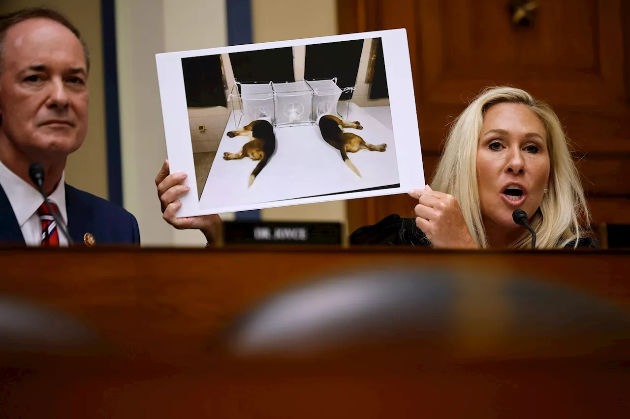 Unpacking the story of Fauci and painful experiments involving dogs