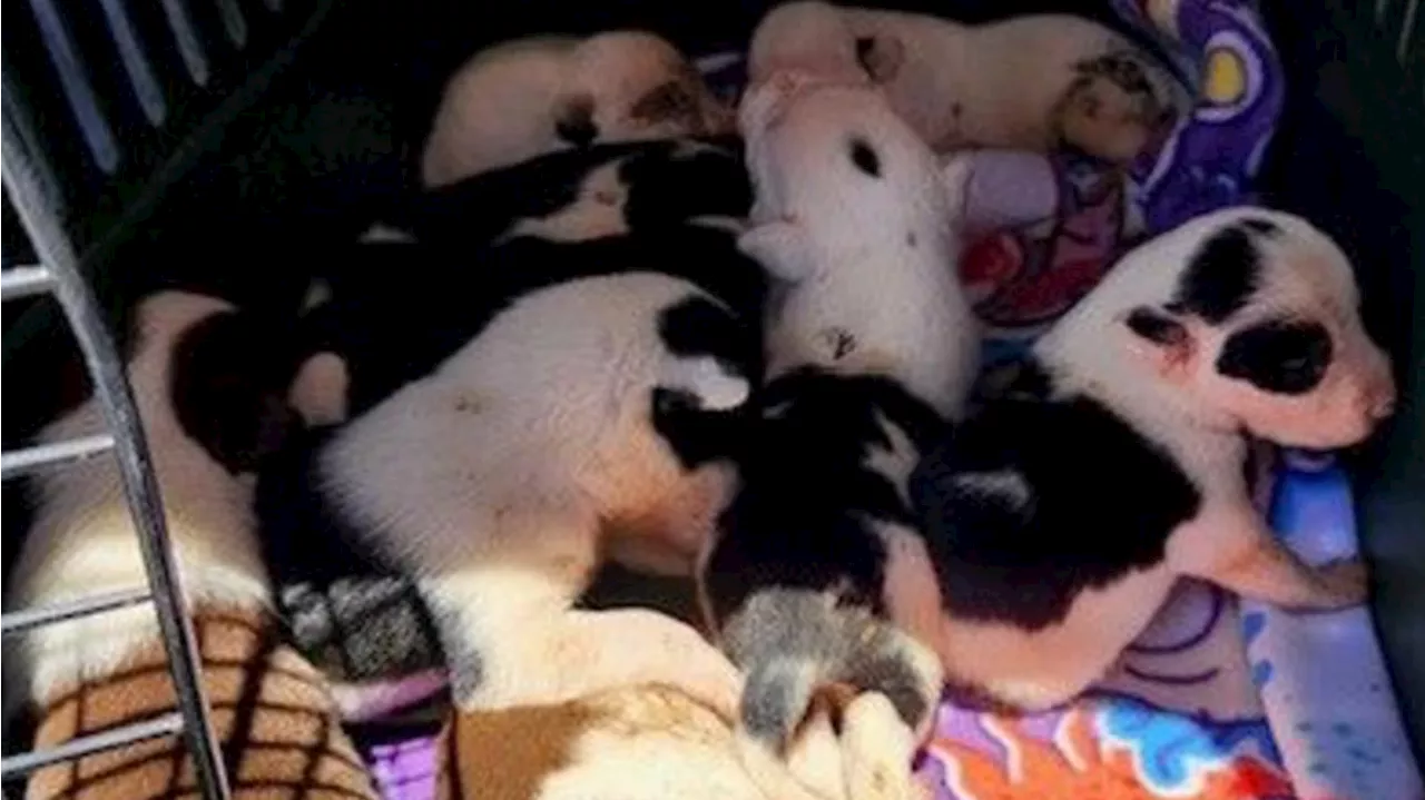 $5K reward offered for information on who abandoned litter of puppies at car wash in Van