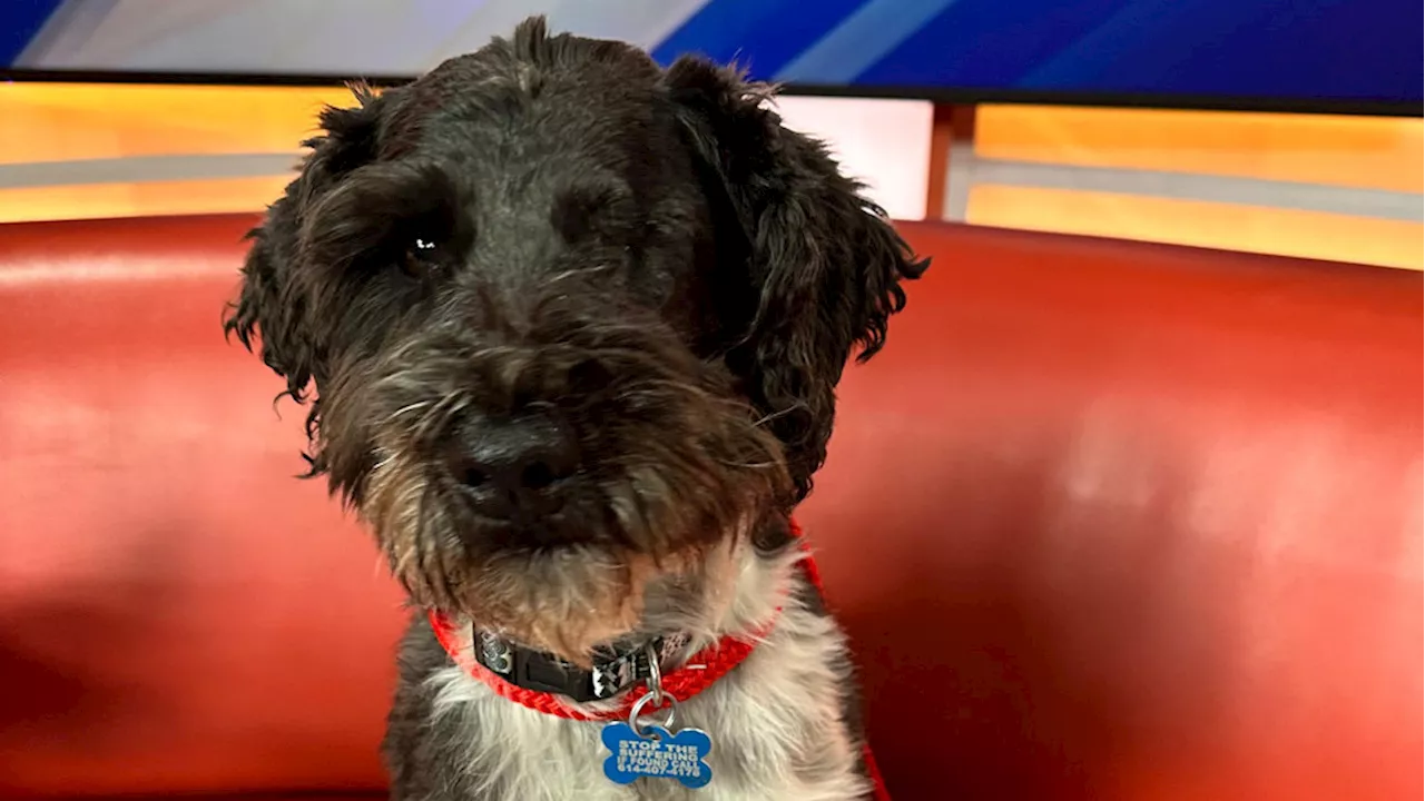 Fur Baby Friday: Louie Louie, the charming one-eyed Schnauzer