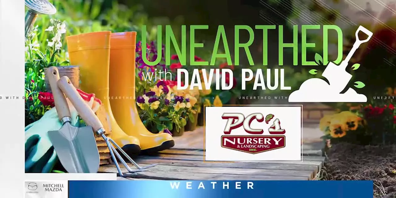 Unearthed with David Paul: Adding color to your summer garden