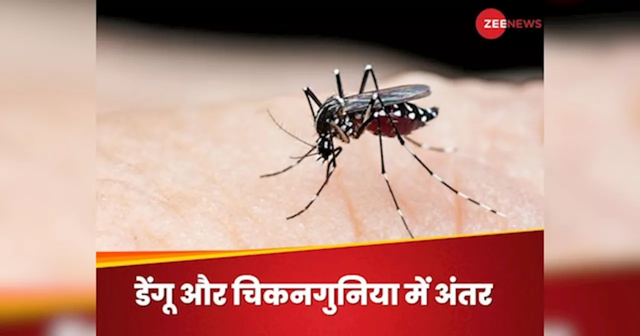 Dengue and Chikungunya: कैसे पता करें आपको डेंगू हुआ है या चिकनगुनिया? जानिए दोनों बीमारियों का फर्क