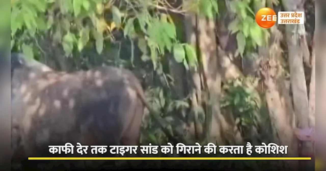 Tiger-Bull Fight Video: चीते के चंगुल में फंस गया सांड, फिर जो हुआ वो देखते रह जाएंगे