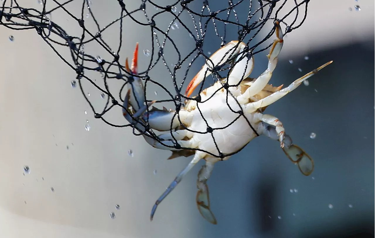 Méditerranée : « Entre l’araignée et le tourteau », le crabe bleu fait son chemin en cuisine