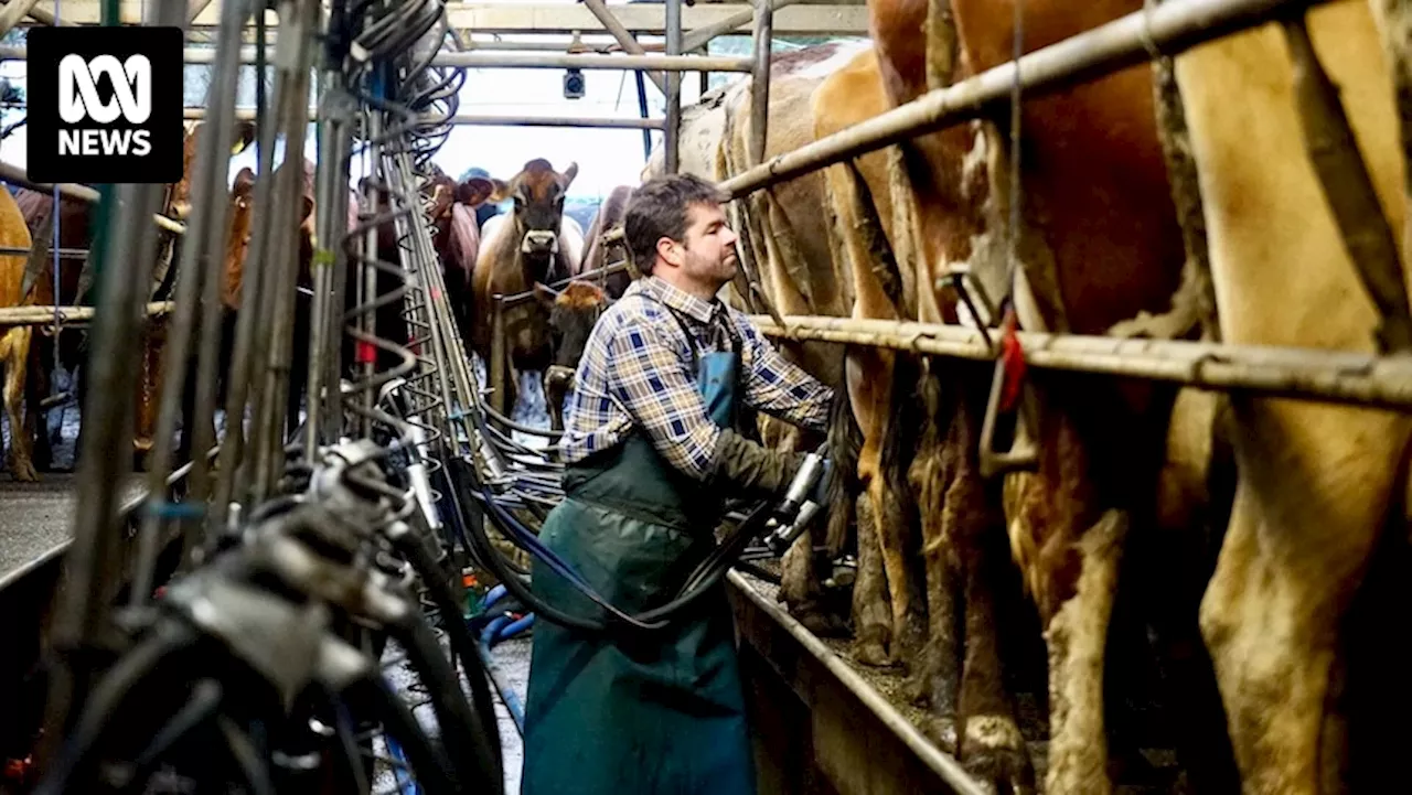 Shoppers are paying more for milk, but the dairy farmers who produce it are getting paid less