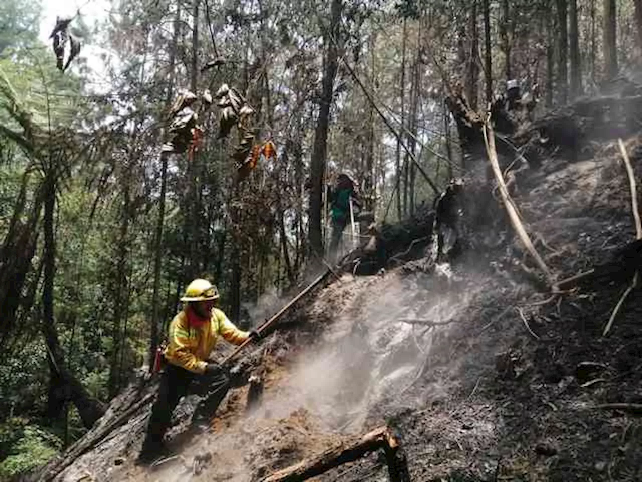 Se han liquidado 15 incendios forestales en 2 días, en Veracruz