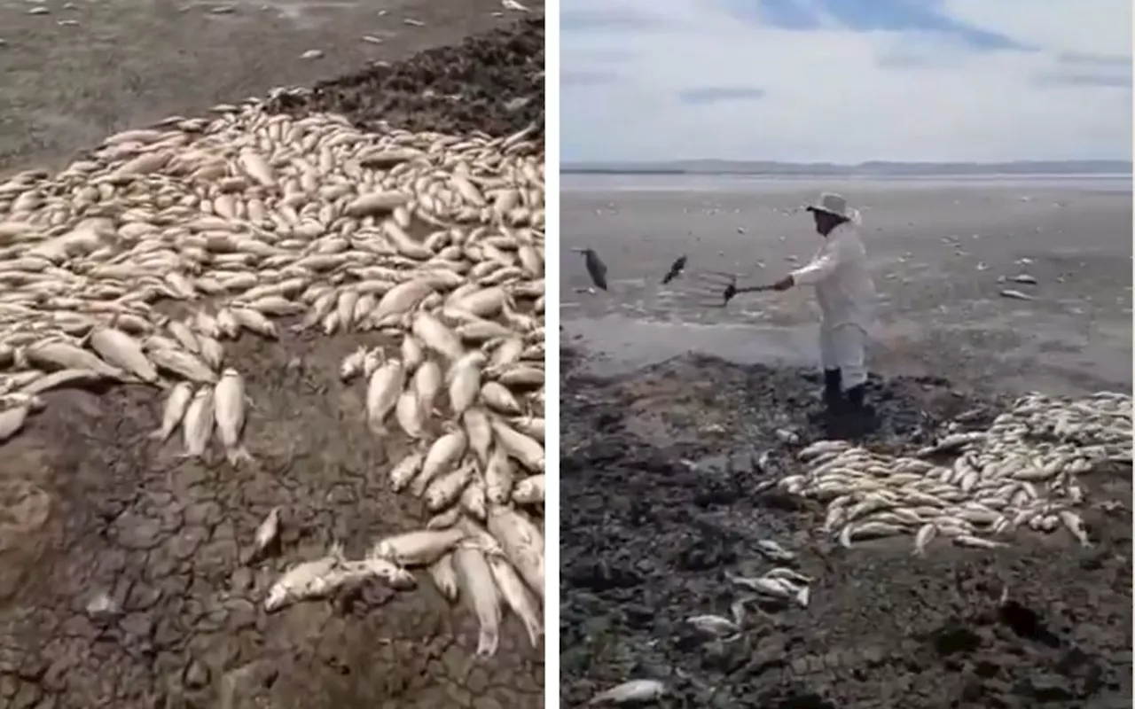 Grave sequía provoca muerte masiva de peces en Chihuahua