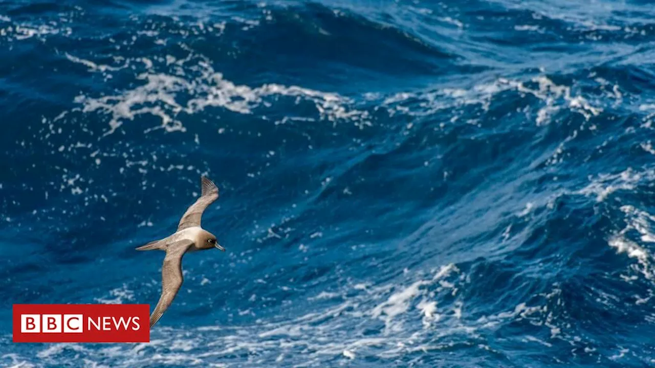 Dia Mundial dos Oceanos: Por que o Oceano Pacífico é mais alto que o Atlântico