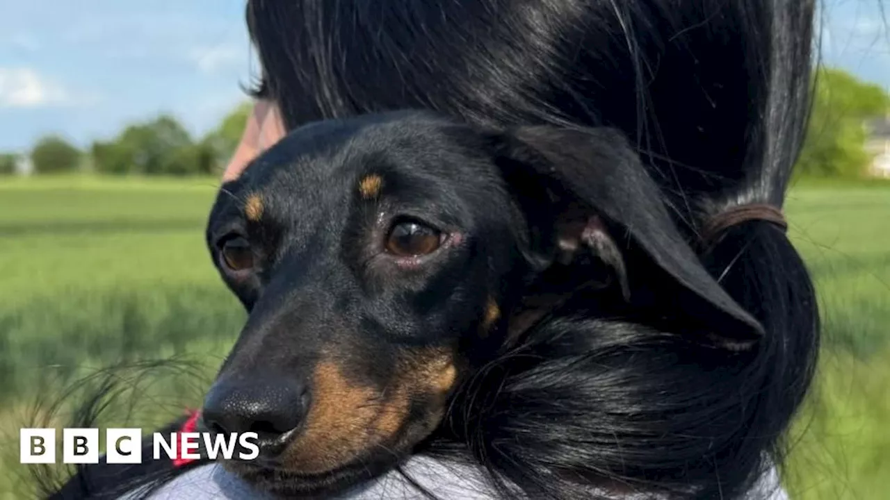 Dog who disappeared into Swavesey field discovered by drone