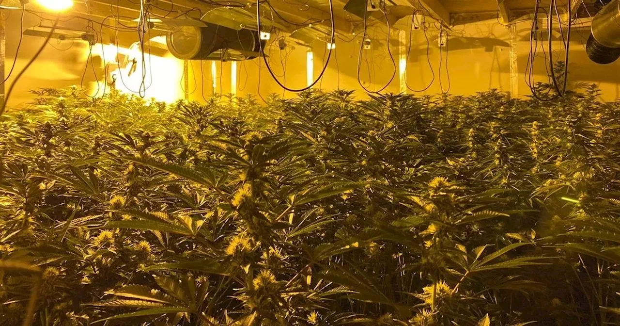 Drugs worth estimated £600k seized in “sophisticated cannabis factory” raid