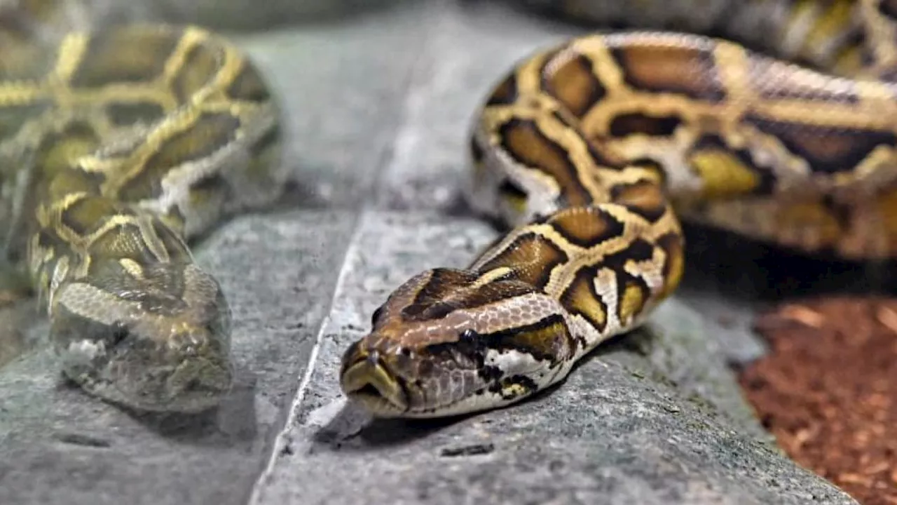 Indonésie: une femme retrouvée morte dans le ventre d'un python de 5 mètres