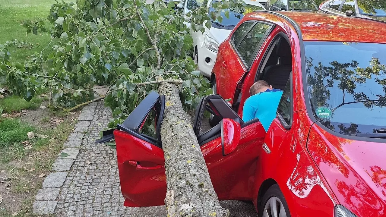 8-Meter-Ast stürzt auf Auto: „Zwei Zentimeter weiter und ich wäre tot“