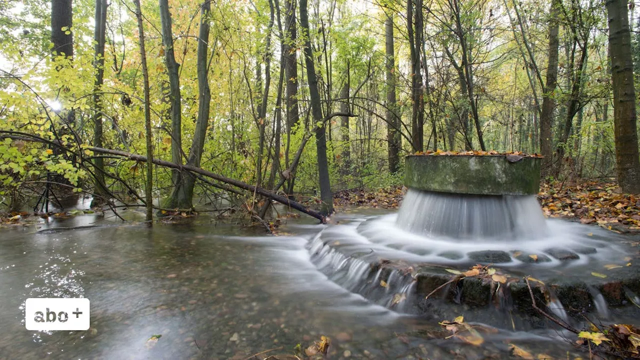 Regen hilft dem Grundwasser in der Region Basel – aber nur bedingt dem Wald