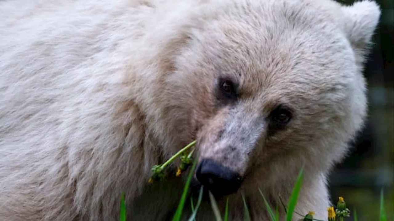 Cubs of rare white grizzly bear killed after highway collision in Yoho National Park