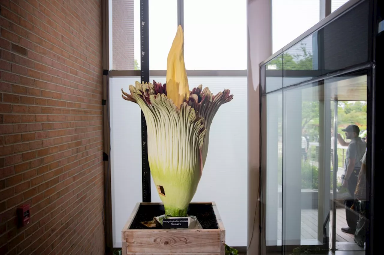 At the Chicago Botanic Garden, two pungent corpse flowers come to life