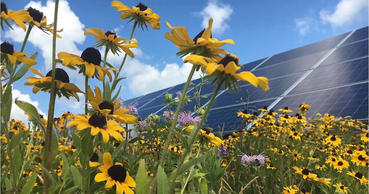 Agrivoltaic Solar Arrays Will Win The Rural Solar War, With Insects