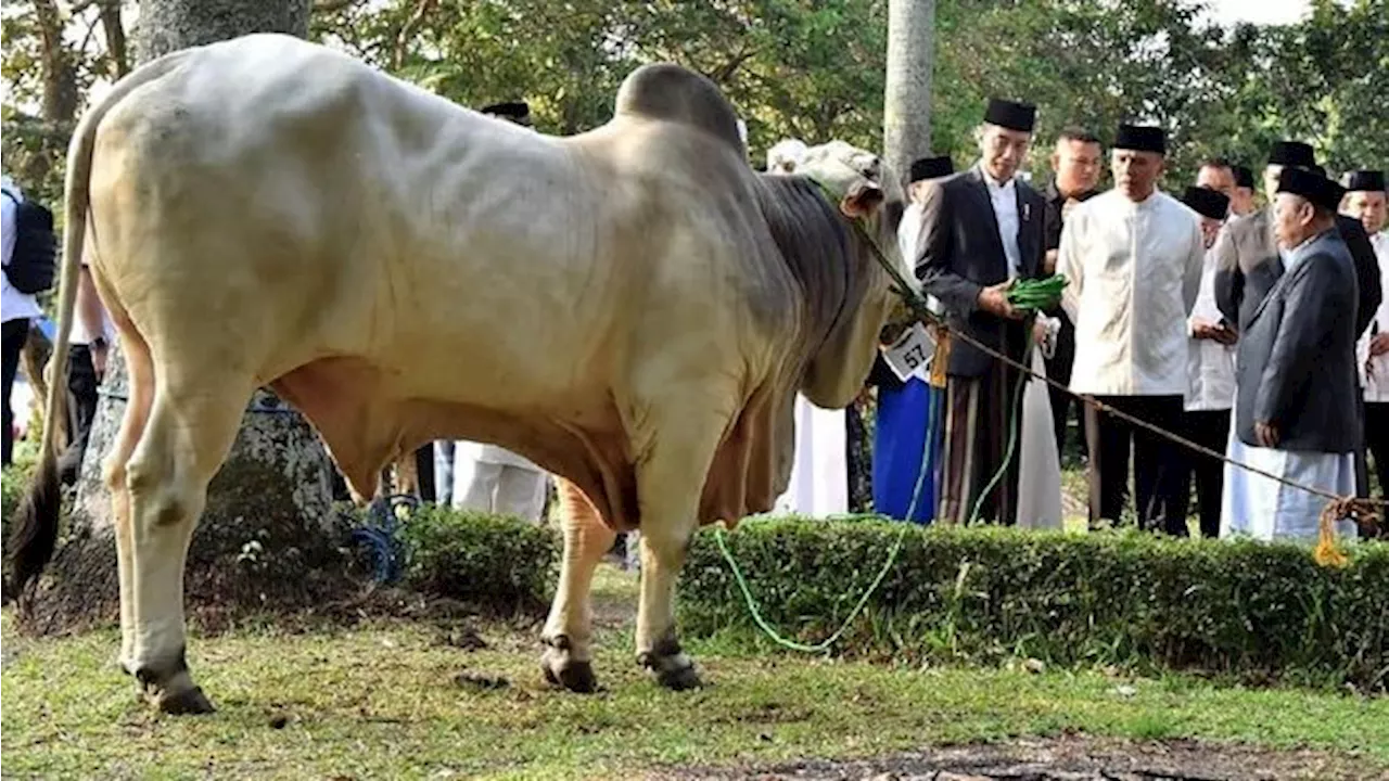 Lebih Utama Mana, Kurban Sapi Patungan atau Kambing Sendiri?