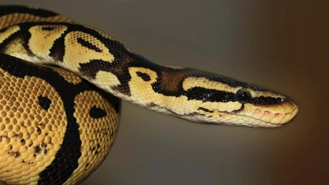 Indonésie : disparue depuis 24 heures, une femme retrouvée dans le ventre d’un python 