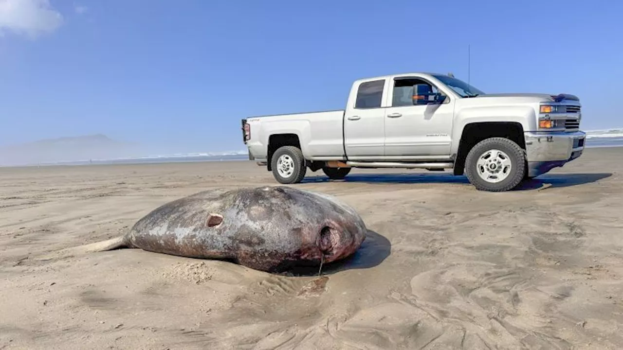 Rare 7-foot hoodwinker sunfish washes ashore on Oregon beach