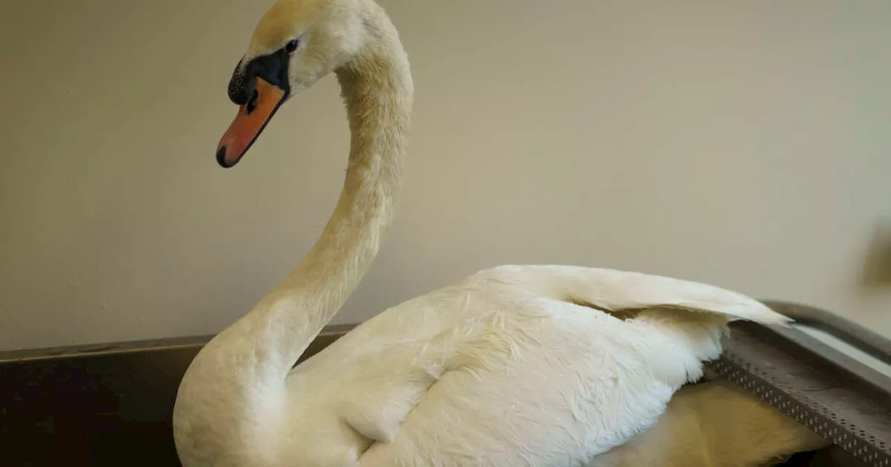 Faune Alfort, l’unique hôpital pour animaux sauvages d’Île-de-France