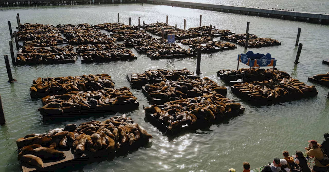 Le Pier 39 de San Francisco croule sous les lions de mer