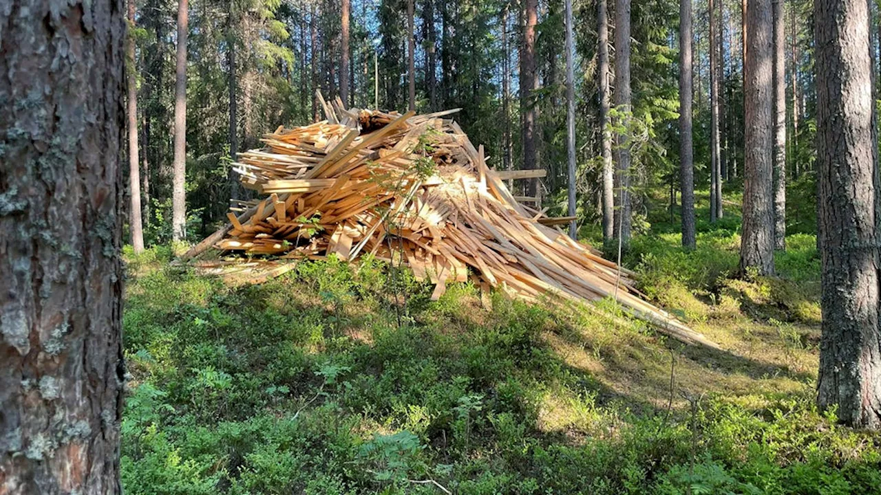 Recension: Starkt om skogen i våra hjärtan på Bildmuseet