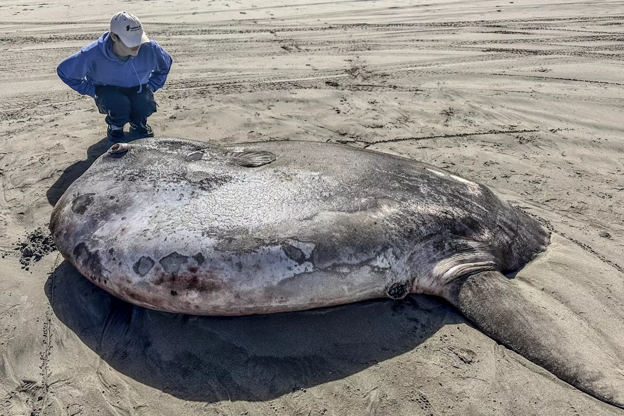 Rare 7-foot fish washed ashore on US coast garners worldwide attention