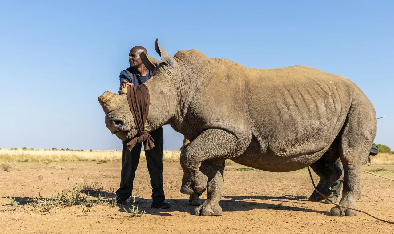 ‘Benefits so clearly outweigh the risks’: 120 rhino successfully translocated into Greater Kruger system