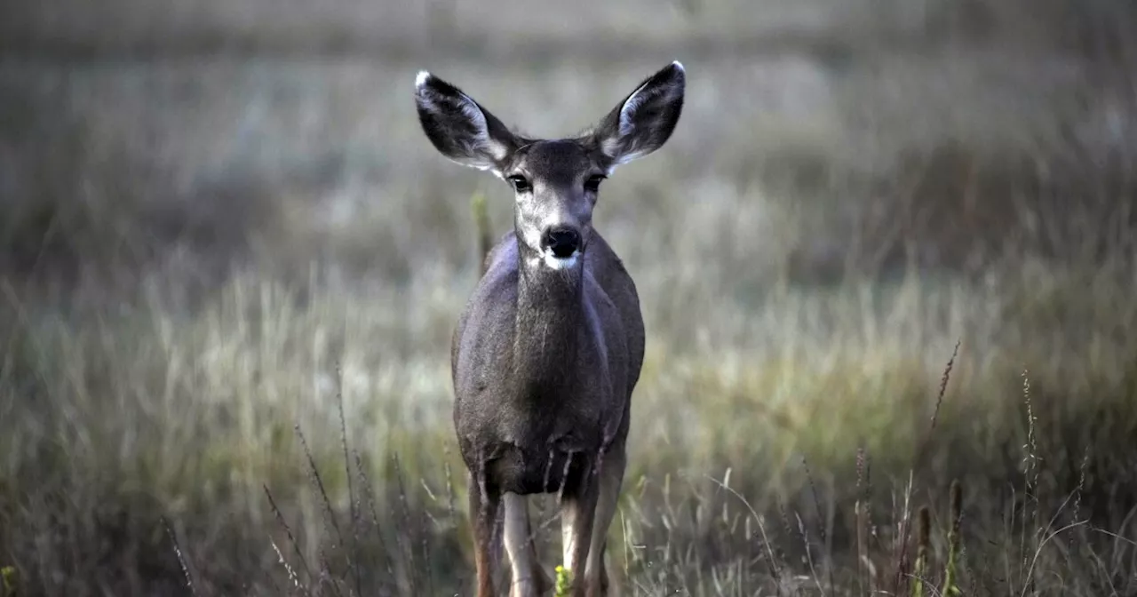 Deer stomps dogs, charges pregnant woman near Colorado Springs in 4th wildlife attack in Colorado