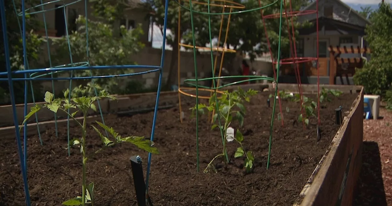 Nonprofit plants vegetable gardens at homes in Denver neighborhoods considered food deserts