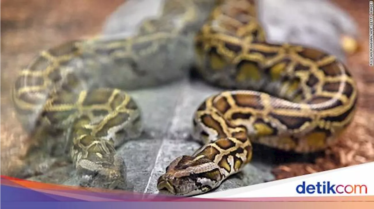 Momen Warga Belah Perut Piton Evakuasi Mayat Wanita yang Tewas Ditelan