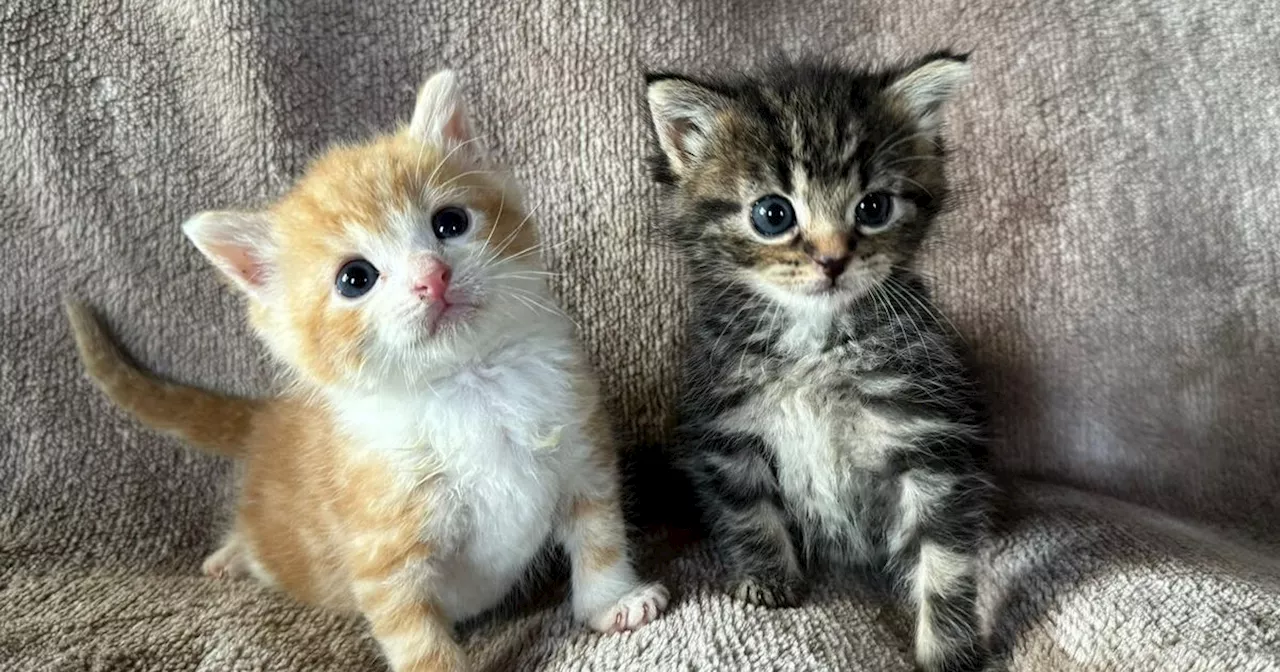 Kittens found abandoned in box and dumped in woods