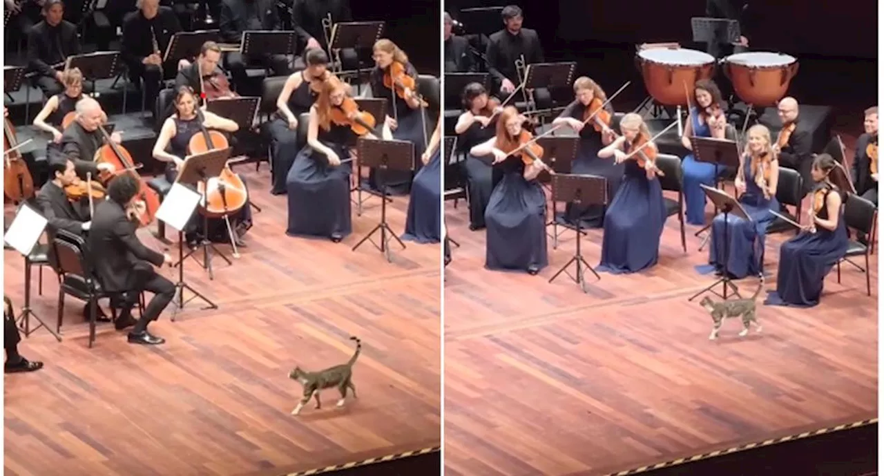 ¡Michi director de orquesta! Gatito se roba el show durante concierto de música clásica en Turquía