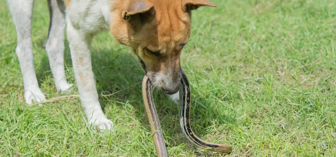 95 Pet Dogs Were Bitten By Venomous Vipers–Here’s How Many Survived