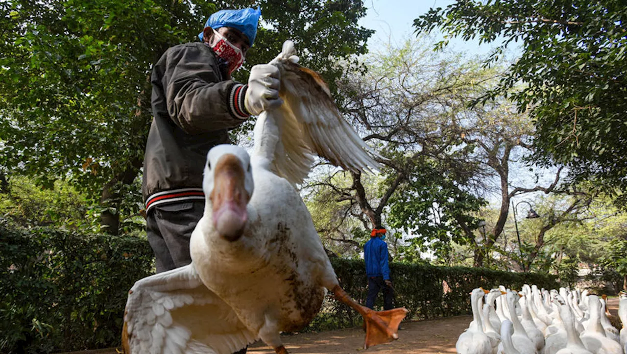 В Австралии зарегистрирован первый случай заражения птичьим гриппом H5N1