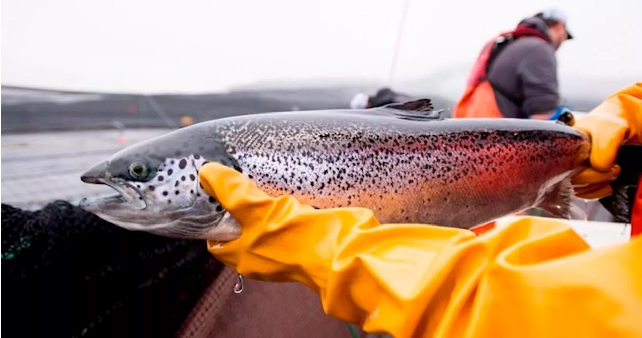 Federal court rejects review bid for renewing licences for B.C. fish farms