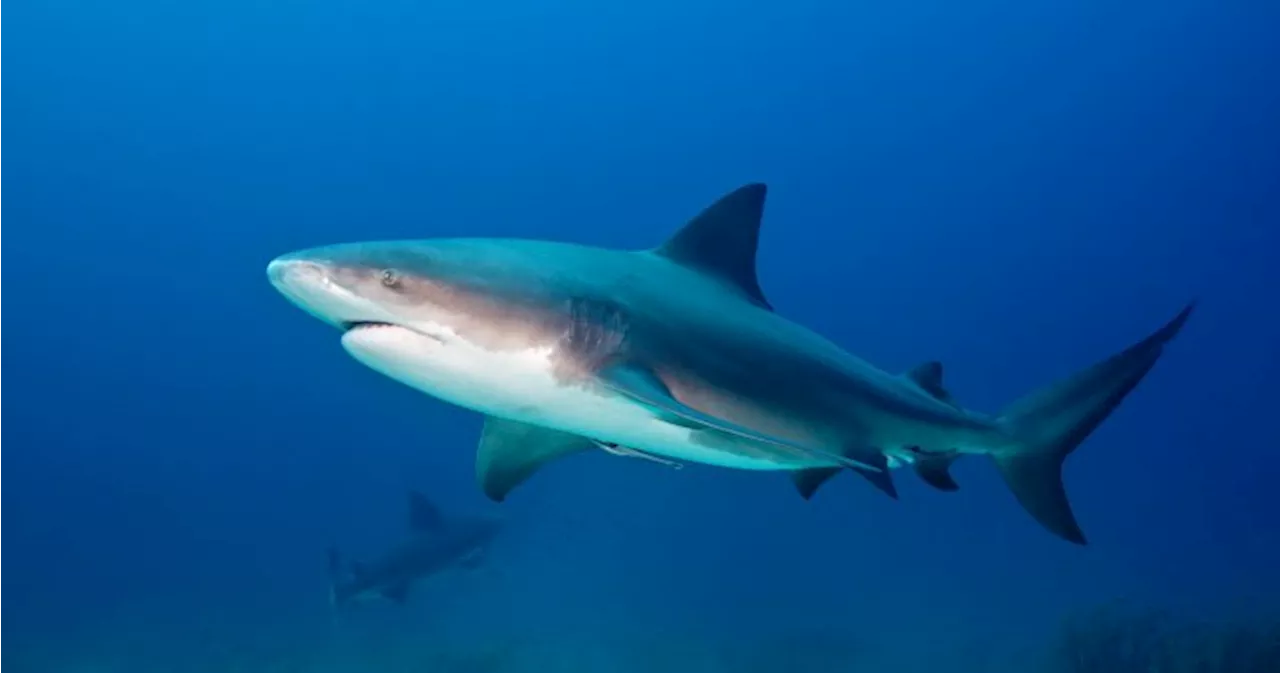 Florida authorities issue shark danger warning after attacks along Gulf Coast